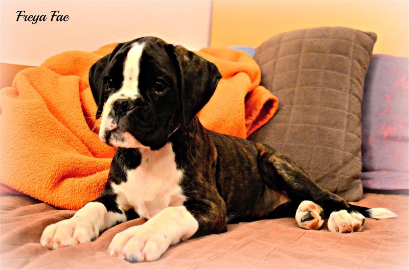 9,5 weeks
